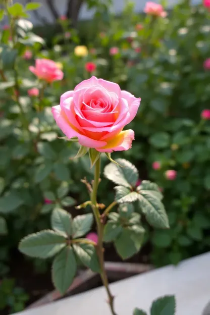 Buen Día Foto de Rosa Escena de Mañana Pacífica