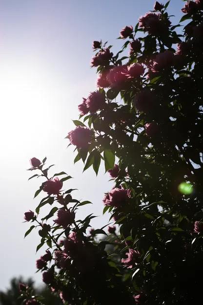 Buenas Mañanas Imágenes del Sol Brillante