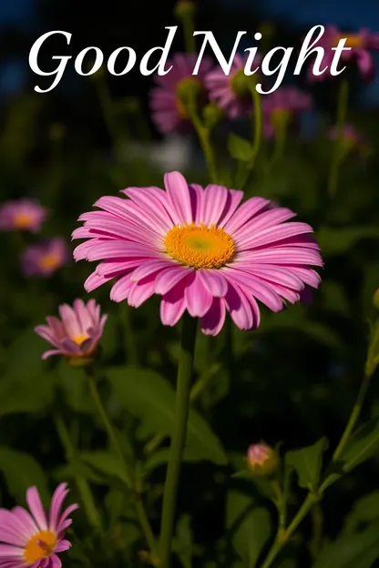 Buenas Noches, Bellas Imágenes de Flores