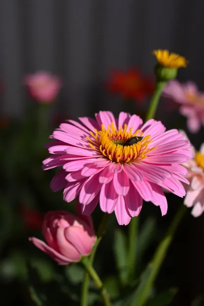 Buenas Noches, Fotos de Flores para Traer Alegría y Paz