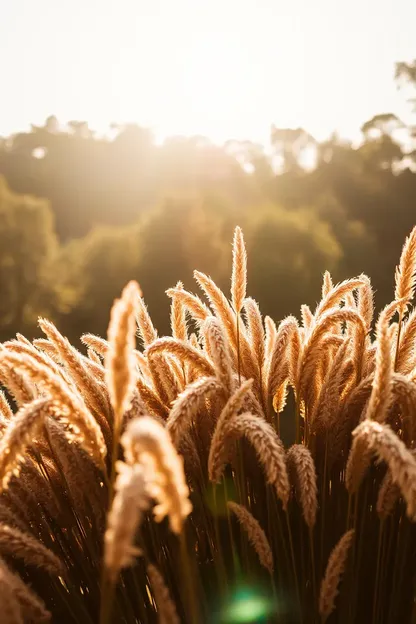 Buenas tardes imágenes de luz solar para hacer la vida mejor