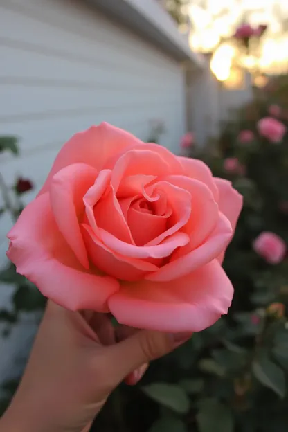 Buenos días, rosas, foto de mañana, imagen feliz