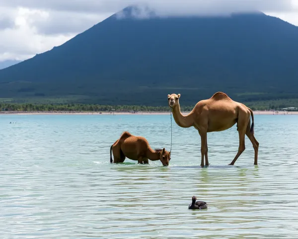 Camellos bebiendo agua en formato de PNG