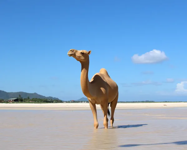 Camellos bebiendo agua en formato de archivo PNG