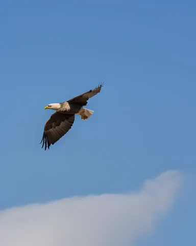 Cielo Azul Alberga Vuelo de Águila y Gansos