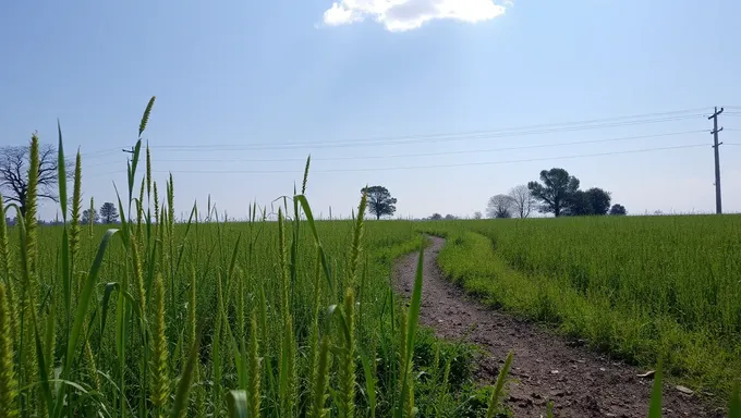 Conteo de días hasta la llegada de la primavera 2025