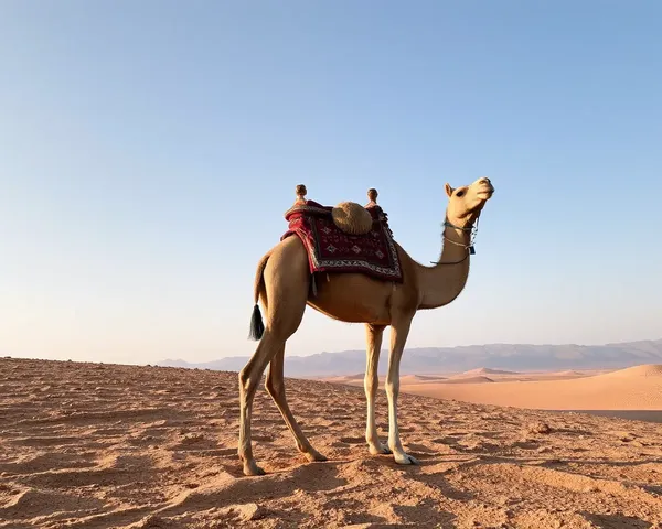 Crear archivos de imagen de camellos en blanco desde cero