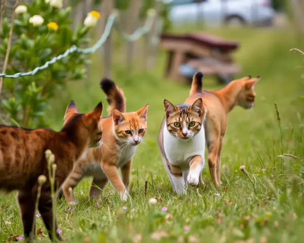 Desatando el Caos de la Caza de Fotos de Gatos Ahora