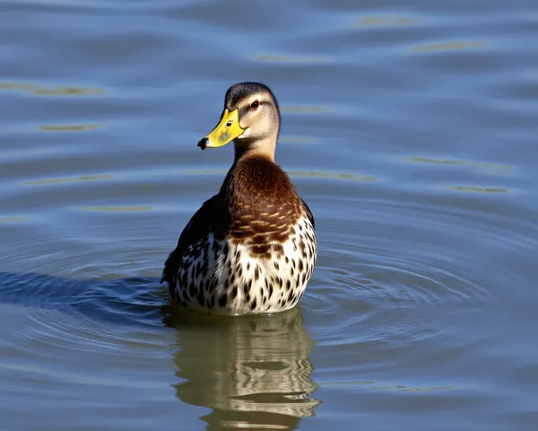 Descubrimiento del archivo PNG de Huard