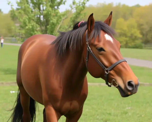 Detalles de archivo PNG de imagen de Horseshow