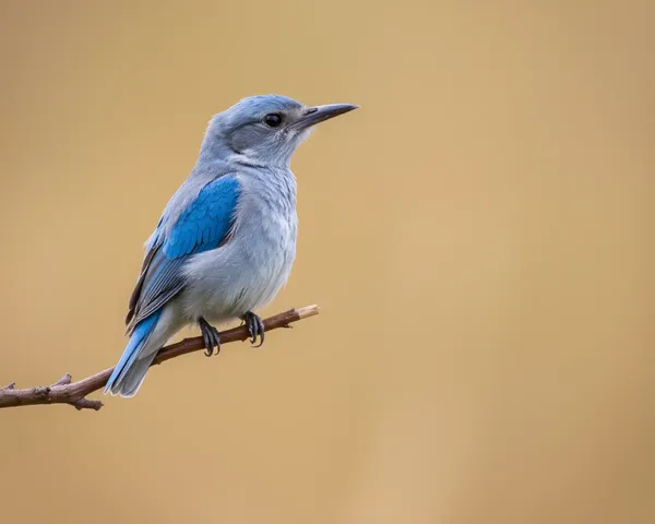 Detalles de formato de archivo de imagen Bluey PNG