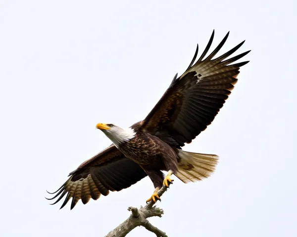 Diseño de gráficos vectoriales de águila en formato Png