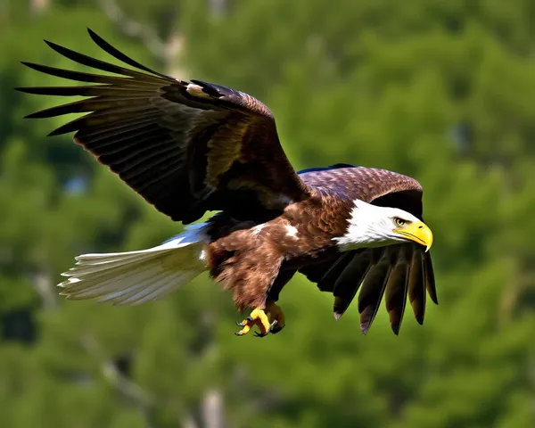 Disponible diseño de logotipo de águila PNG