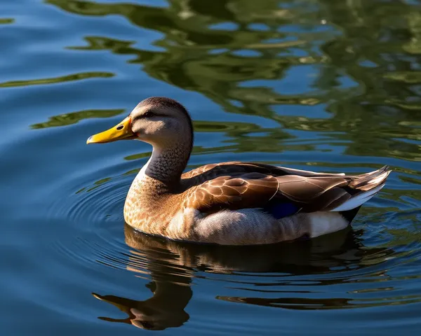 Ducky PNG: formato gráfico temático de ave acuática