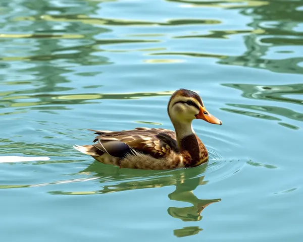 El Png de Pato: Una colección colorida y emocionante