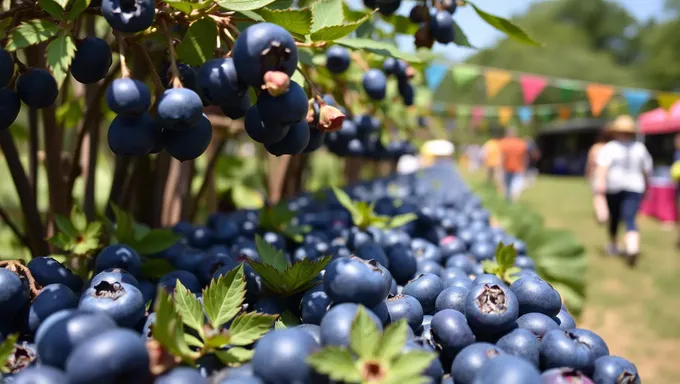 Fiesta de Blueberry 2025: El Mejor Tiempo