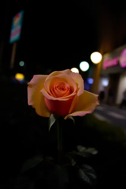 Foto de Buenas Noches Rosa en Jardín Encantador