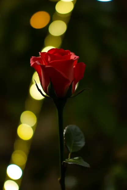 Fotografía de buenas noches de Rosa captura belleza suave