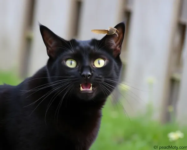 Fotos de Gato Negro Divertidas para Risas Silenciosas