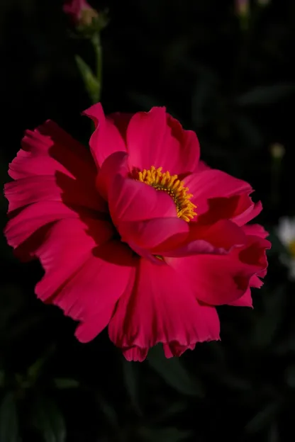 Galería de imágenes de flores hermosas buenas noches