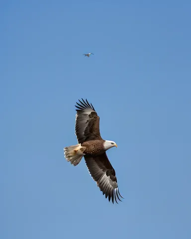 Gansos y águilas volando en el cielo azul