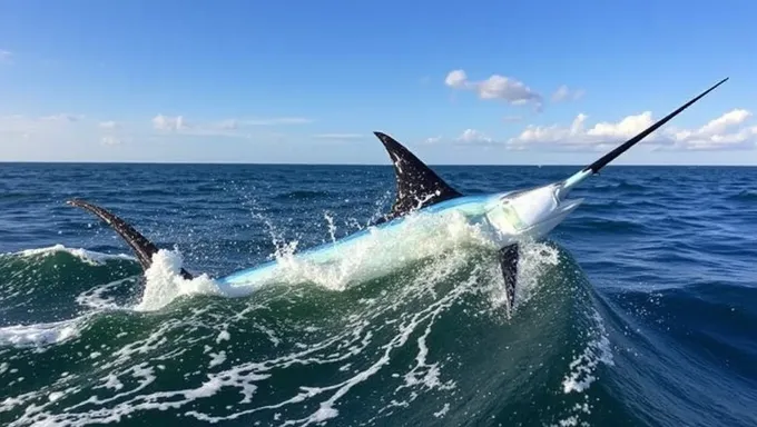 Guía de pescadores para White Marlin Open 2025 disponible