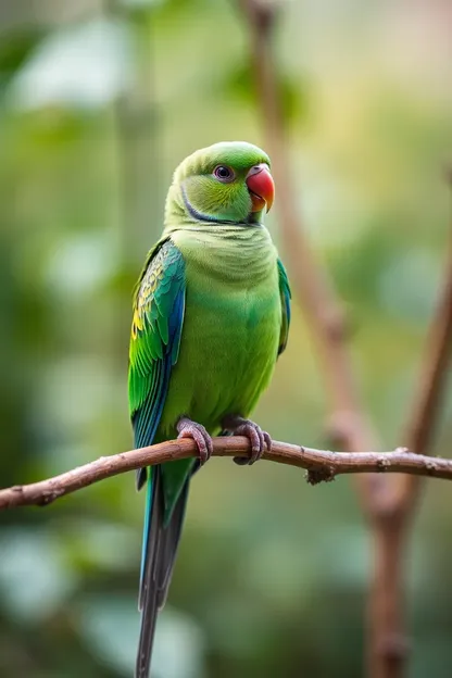 Hechos Divertidos sobre el Niño o la Niña Boruke Parakeet