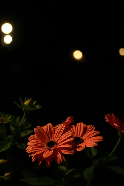 Hermosa noche, imágenes de flores gratuitas