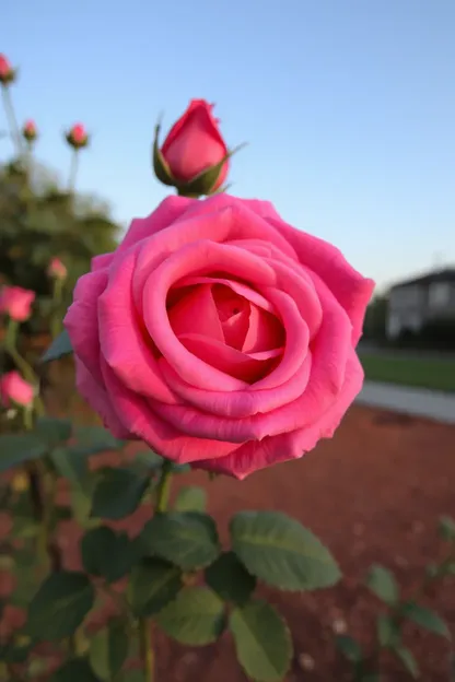 Imagen de Rosa Buen Día Bellas Fotografías de Arte Floral