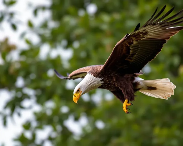 Imagen de fondo transparente de Águila en formato Png