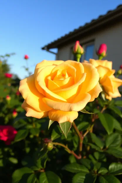 Imagen de rosas de buenos días con colores vibrantes y florales