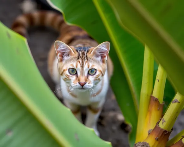 Imagenes Encantadoras de Gato Plátano