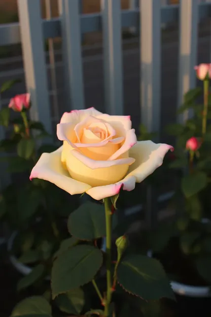 Imágenes de Buen Día Rosa para una Fotografía Alegre de la Mañana