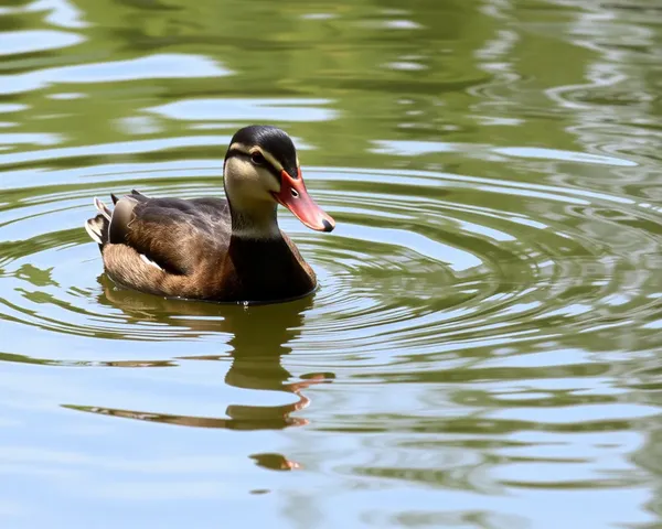 Imágenes de Ducky PNG: Una Colección de Imágenes Adorables