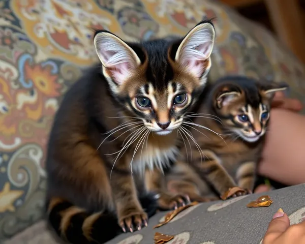 Imágenes de Gatos con Cola de Anillo en Alta Resolución