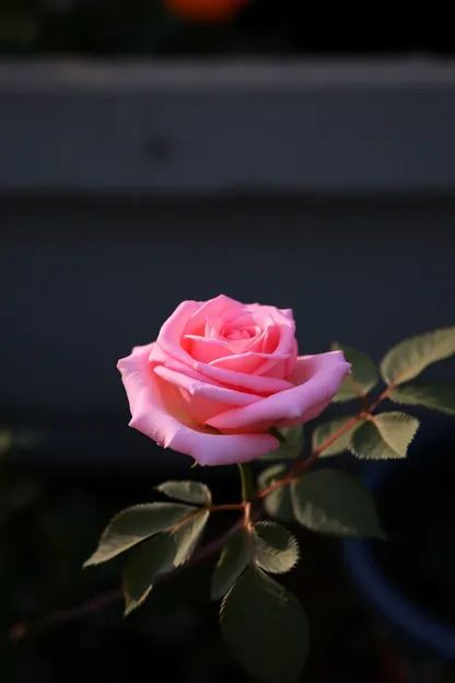 Imágenes de Rosa de Buen Día: Escena de Mañana Hermosa