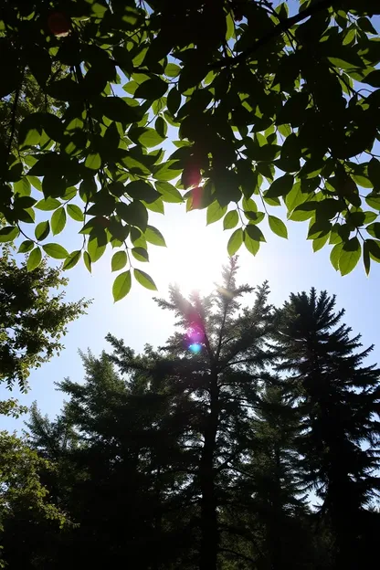 Imágenes de belleza del sol de buenos días