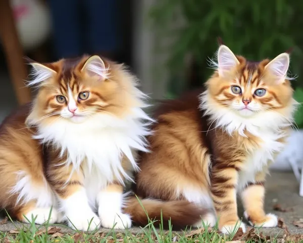 Imágenes de gatos Ragamuffin para fans