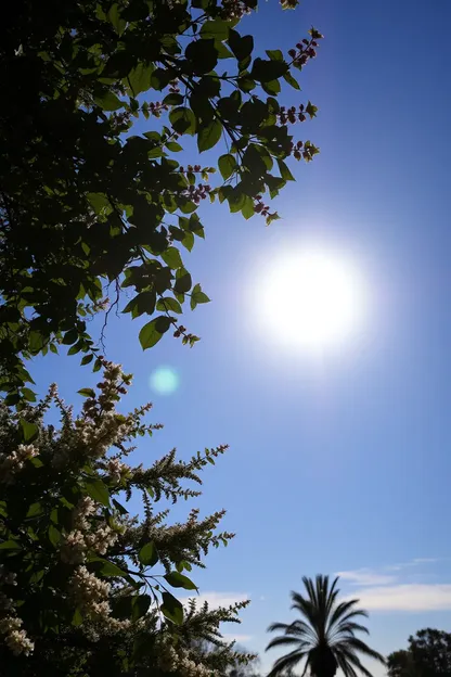 Imágenes de la majestad del sol en la mañana