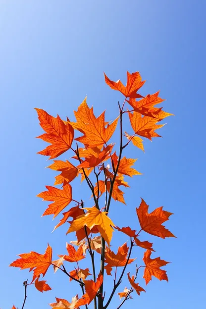 Imágenes de mañana para saludos de temporada de otoño