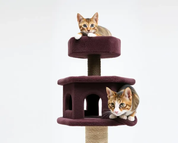 Imágenes de torre de gatos: arquitectura felina delicia