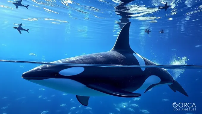 Investigación sobre orcas en Los Ángeles 2025