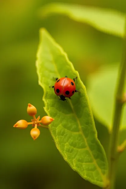 La Niña Mariposa Descubre Tesoros Ocultos en el Jardín