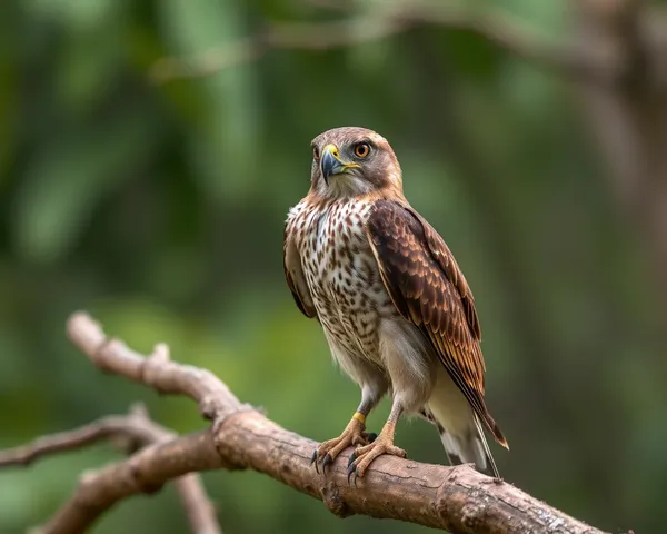 Logo de identidad de marca de Tuah Águila: símbolo