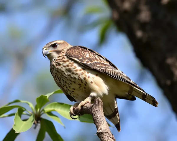 Png de Tuah Hawk: Símbolo de Reconocimiento de Marca Única