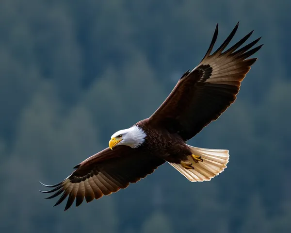 Águila PNG Símbolo Significado y Significado