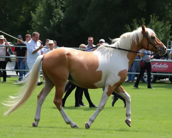 Aperçu du format de fichier PNG de l'image de Horseshow