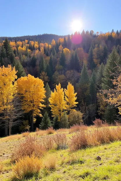 Bonjour Image de l'automne : Salutation saisonnière avec lumière dorée