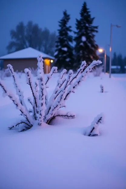 Bonjour Neige Images Matin d'Hiver Nature Images