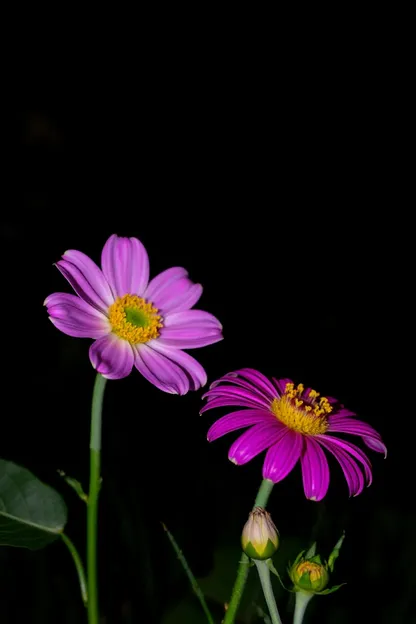 Bonne Nuit Images de Fleurs pour la Relaxation